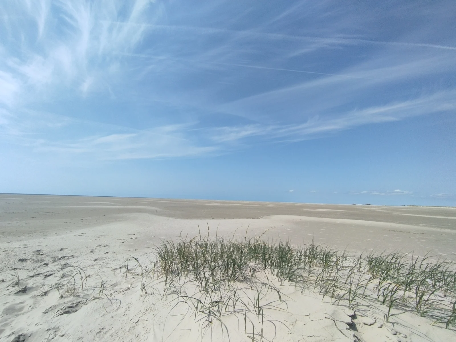 Dünengras im hellen Sand vor dem weiten Strand von St. Peter-Ording unter blauem Himmel